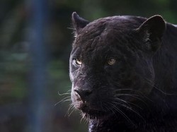 Warga Terpaku Saksikan Dua Macan Kumbang Lewat di Sumedang