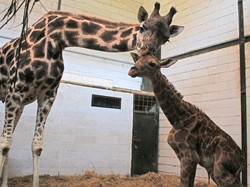 Hore! Emily Jerapah Betina di Taman Safari Lahirkan Seekor Pejantan