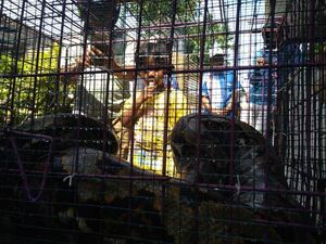 Ular Sanca yang Ditangkap Warga Probolinggo Kerap Mangsa Ternak