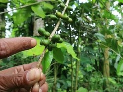 Mengetahui Jenis Kelamin Kopi dari Tempat Ini