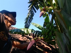 Pohon Pisang di Surabaya Ini Unik, Bertandan dan Berjantung Dua