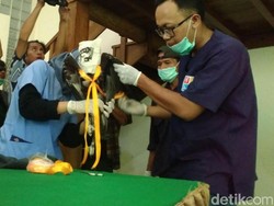 Seekor Elang Brontok Akan Dilepas di Hutan di Gunungkidul