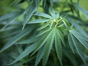 Kacau, Ada yang Iseng Tanam Ganja di Taman Bunga Inggris Kacau, Ada yang Iseng Tanam Ganja di Taman Bunga Inggris