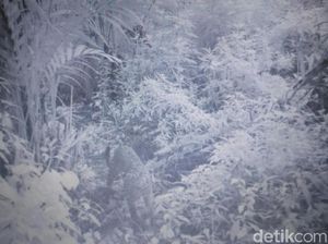 Fakta-fakta Macan Tutul di Bromo, Samakah dengan Macan Kumbang?