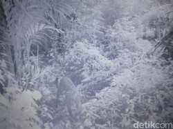 Fakta-fakta Macan Tutul di Bromo, Samakah dengan Macan Kumbang?