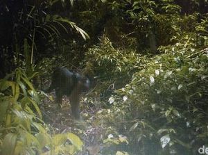 Macan Kumbang Mati Usai Duel dengan Warga Sumedang