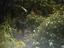 Macan Kumbang Mati Usai Duel dengan Warga Sumedang