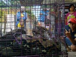 Warga Probolinggo Tangkap Ular Sanca Sepanjang 5 Meter