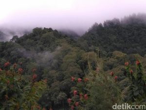 Siti Nurbaya Ungkap Rekor Pemberian Izin Usaha Hutan Per Kabinet Siti Nurbaya Ungkap Rekor Pemberian Izin Usaha Hutan Per Kabinet