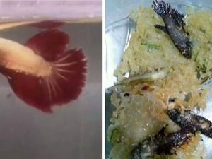 Netizen Heboh Lihat Video Istri Goreng Rempeyek Ikan Cupang Milik Suaminya
