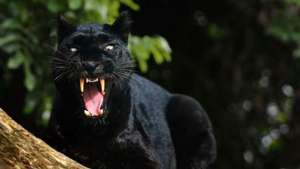 Penampakan Black Panther dari Berbagai Belahan Dunia