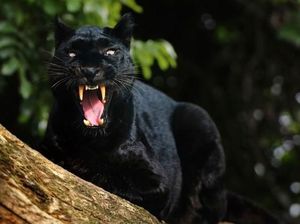 Detik-detik Horor Saat 3 Warga Sumedang Diterkam Macan Kumbang