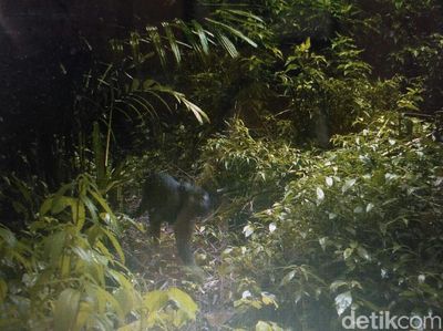 Foto: Black Panther yang Terekam Kamera di Taman Nasional Semeru