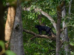 Mau Masuk ke Hutan Ketemu Black Panther?