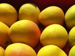 Mangga dan Buah Naga Indonesia Akan Masuk Pasar Australia