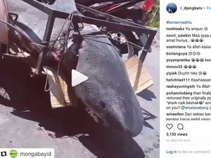 Viral Video Hiu Diangkut, Panglima Laot: Mungkin Bukan Jenis Dilindungi