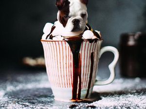 Ah Lucunya! Anak Anjing Imut Menyatu dalam Aneka Makanan! Ah Lucunya! Anak Anjing Imut Menyatu dalam Aneka Makanan!