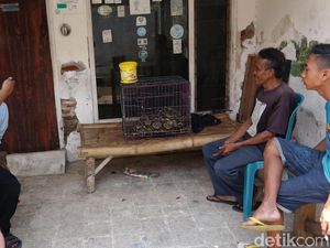 Cerita 1 Jam Penangkapan Sanca Jumbo, Warga Ramai-ramai Terlibat