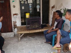 Cerita 1 Jam Penangkapan Sanca Jumbo, Warga Ramai-ramai Terlibat