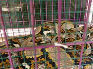 Warga Menduga Sanca Jumbo yang Ditangkap Punya Pasangan