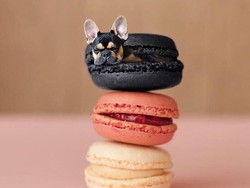 Di Dogs In Food Bisa Mengintip Kelucuan Ekspresi Anjing di Dalam Makanan