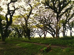 Tak Mau Turis Numpuk di Bali Selatan, Banyuwangi Travel Pattern Jadi Opsi