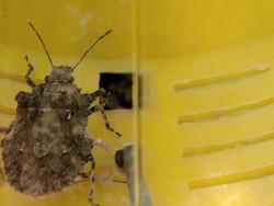 Gara-gara Kutu Busuk, Impor Mobil Selandia Baru Terancam