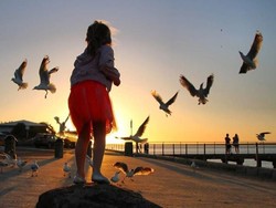Burung Camar Bikin Beda Suasana Pantai, tapi Kotorannya...