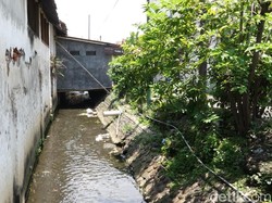 Di Sungai Ini, Warga Kepung dan Tangkap Ular Sanca Jumbo
