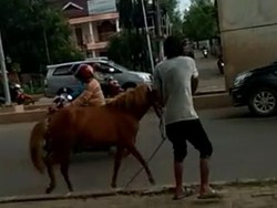 Kuda Mengamuk di Jalan Raya Bikin Geger Kota Palembang