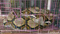 Foto: Ular Sanca Jumbo yang Diduga Memangsa Ternak Jadi Tontonan