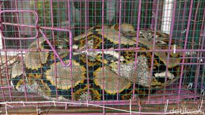 Foto: Ular Sanca Jumbo yang Diduga Memangsa Ternak Jadi Tontonan