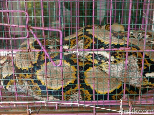 Foto: Ular Sanca Jumbo yang Diduga Memangsa Ternak Jadi Tontonan