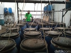 Kotoran Kambing dan Pohon Pisang Disulap jadi Pupuk Organik Cair