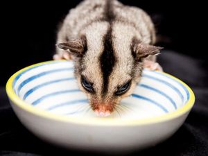Tips Pelihara Sugar Glider untuk Pemula
