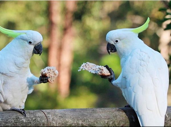 Foto: Deretan Tingkah Menarik Kakaktua Hingga Hiu di Australia