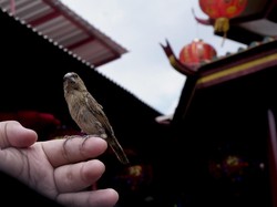 Fangsheng 放生 - Tradisi Melepaskan Binatang