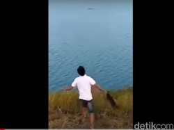 Ada 1 Buaya di Sungai Lokasi Anjing Dilempar yang Viral