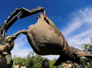 Kala Gajah Diangkut dengan Crane dan Dikawal Ranger Bersenjata