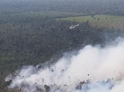 Penampakan Si Jago Merah Lahap Hutan California