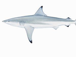 Mengenal Hiu Spinner yang Viral di Instagram