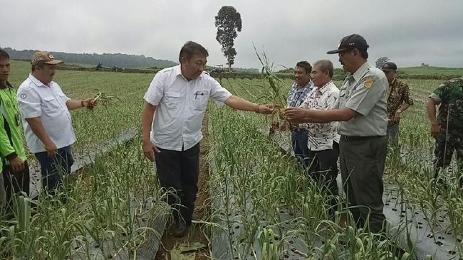 Berita Banyuwangi Tanam Bawang Putih, Lahan 145 Hektare Disiapkan Selasa 16 April 2024