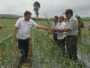 Banyuwangi Tanam Bawang Putih, Lahan 145 Hektare Disiapkan