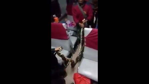 Foto: Snake on a Train! Penampakan Ular di Kereta dari Belahan Dunia