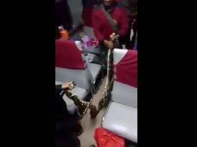 Foto: Snake on a Train! Penampakan Ular di Kereta dari Belahan Dunia