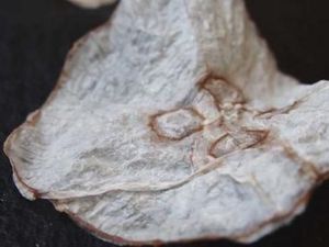 Kriuk! Ilmuwan Denmark Buat Keripik Ubur-ubur yang Renyah Menyehatkan