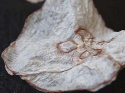 Kriuk! Ilmuwan Denmark Buat Keripik Ubur-ubur yang Renyah Menyehatkan