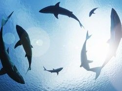 Serangan Hiu Tewaskan Turis Italia di Laut Merah