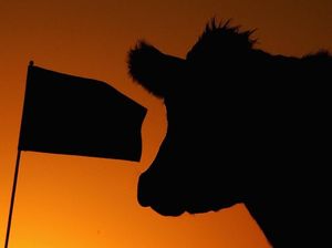 Akibat Sapi, Klub Sepakbola Ini Terancam Krisis Kiper Akibat Sapi, Klub Sepakbola Ini Terancam Krisis Kiper