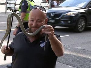 Ular Berbisa Ditemukan di Jalanan Pusat Kota Melbourne